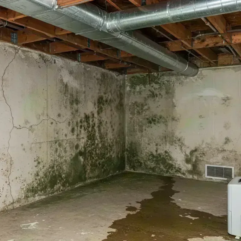 Professional Mold Removal in Du Quoin, IL